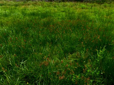 Juncus acutiflorus Ehrh. ex Hoffm., 1791