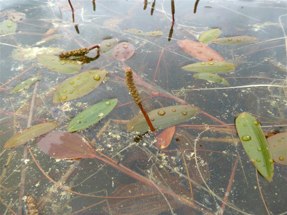 Potamogeton polygonifolius Pourr., 1788