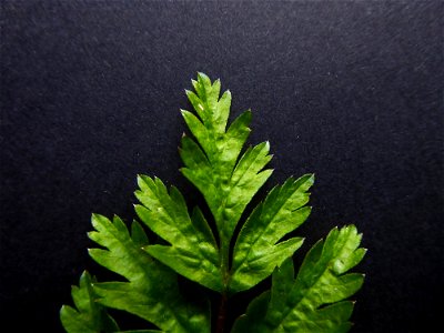 Anthriscus sylvestris (L.) Hoffm., 1814