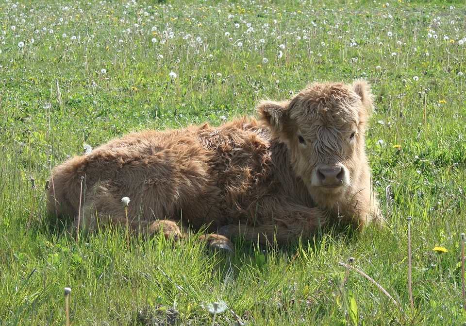 Cattle scottish highland cattle calf