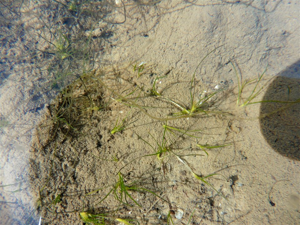 Althenia filiformis Petit, 1829