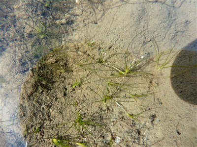 Althenia filiformis Petit, 1829