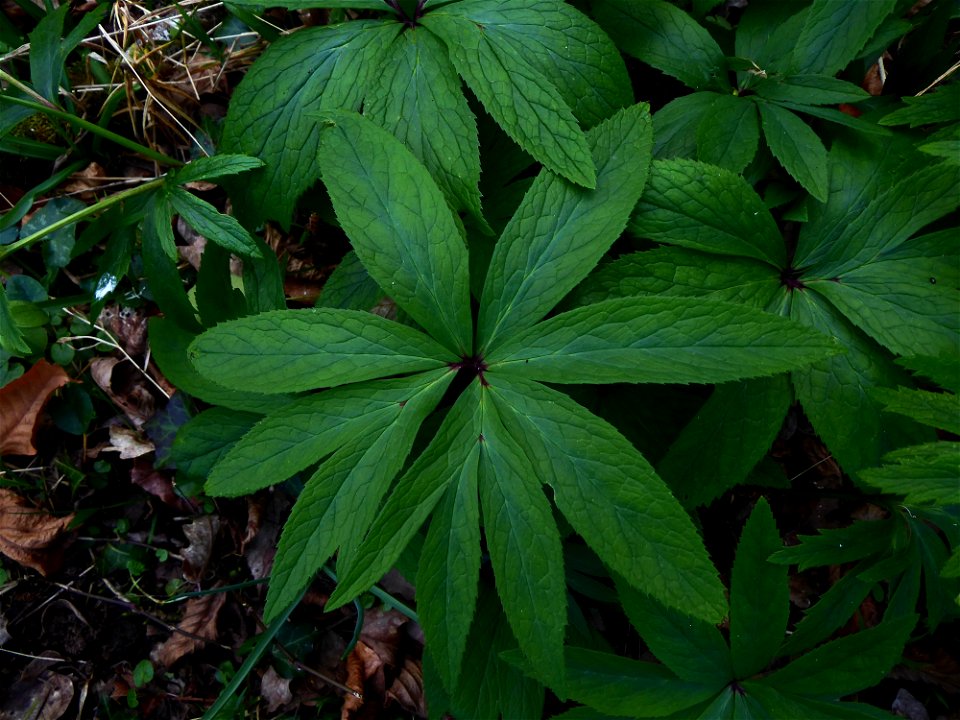 Helleborus viridis L., 1753