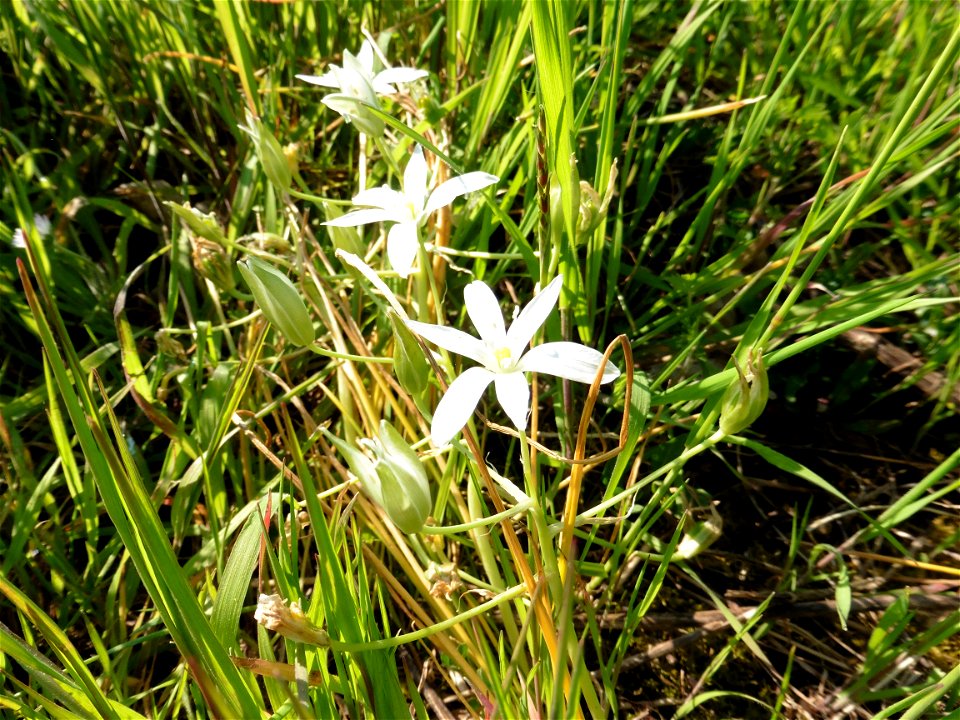 Ornithogalum umbellatum L., 1753