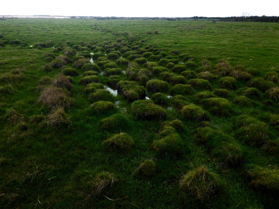 Mottureaux, Vendée, marais Poitevin