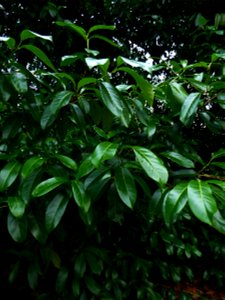 Prunus laurocerasus L., 1753