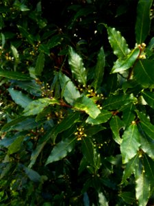 Laurus nobilis L., 1753