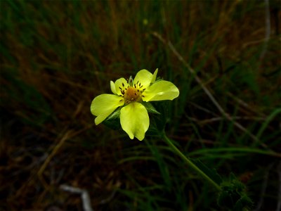 Potentilla recta L., 1753