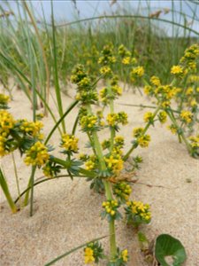 Galium arenarium Loisel., 1806