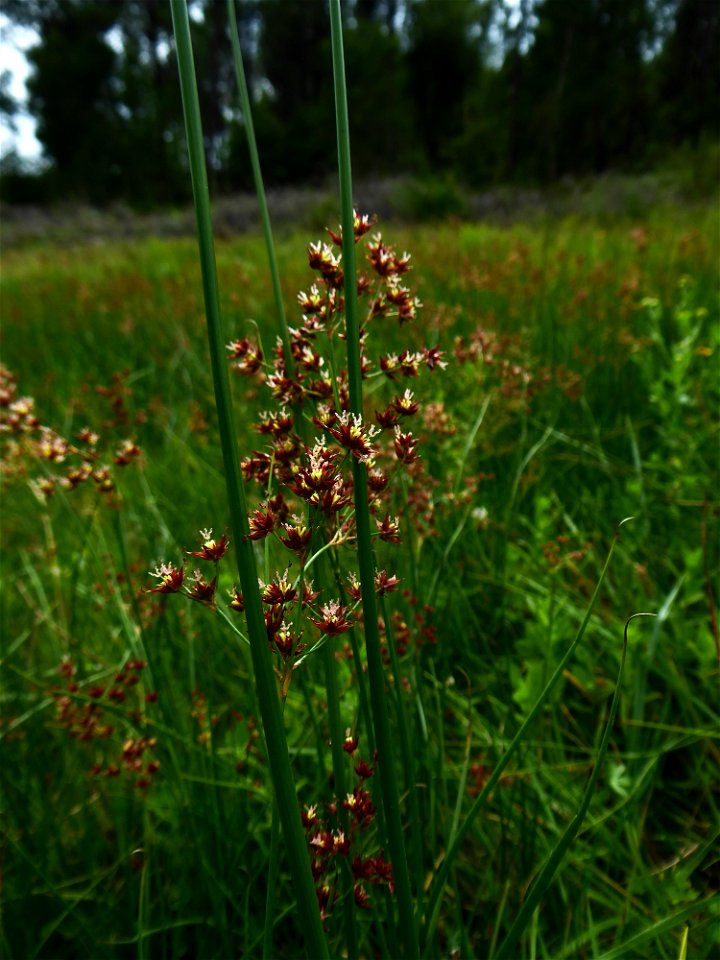 Juncus acutiflorus Ehrh. ex Hoffm., 1791