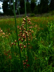 Juncus acutiflorus Ehrh. ex Hoffm., 1791