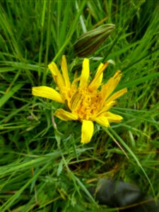 Tragopogon pratensis L., 1753
