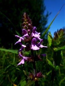 Stachys palustris L., 1753