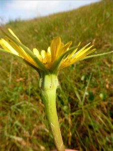 Tragopogon dubius Scop., 1772