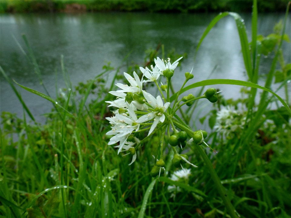 Allium ursinum L., 1753
