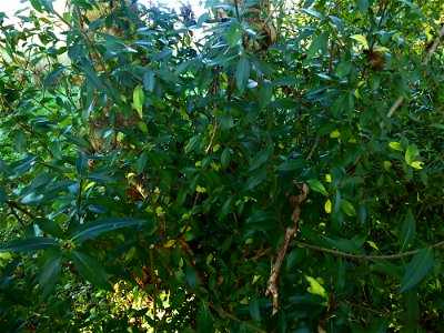Ligustrum vulgare L., 1753