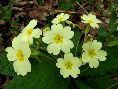 Primula vulgaris Huds., 1762
