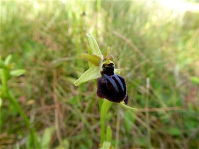 Ophrys passionis Sennen, 1926