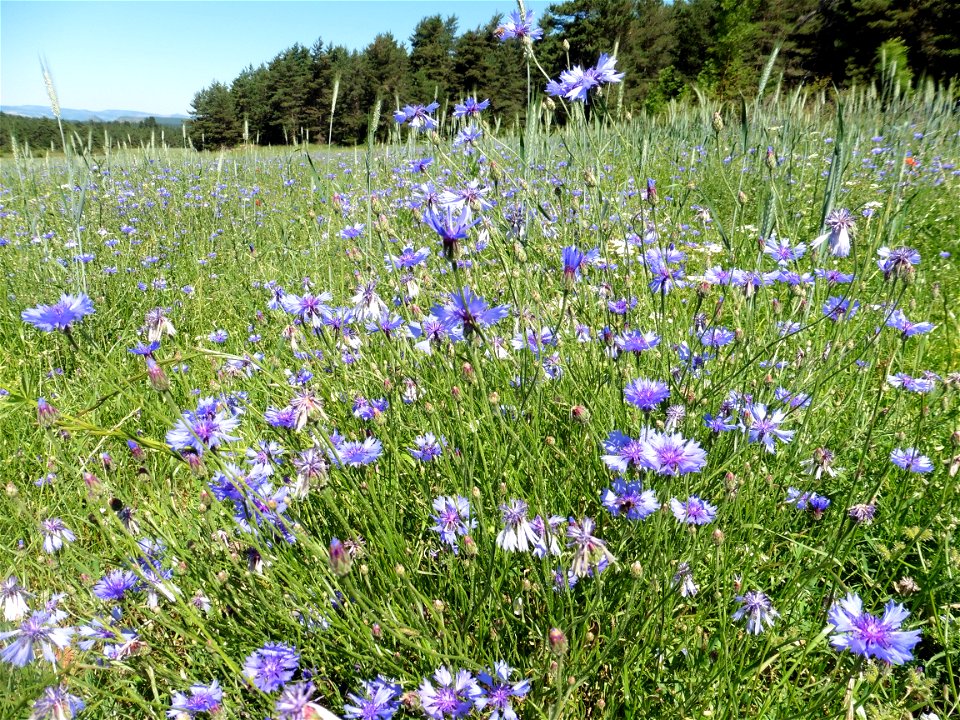 Cyanus segetum Hill, 1762
