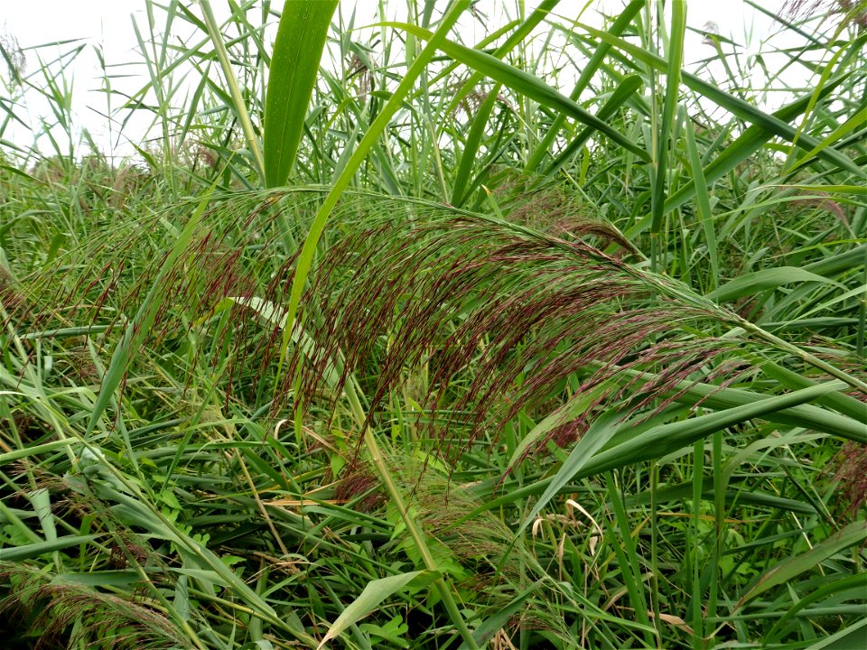 Phragmites australis (Cav.) Trin. ex Steud., 1840