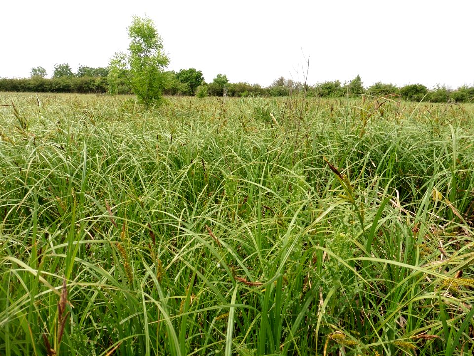 Carex riparia Curtis, 1783