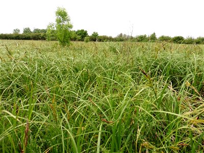 Carex riparia Curtis, 1783