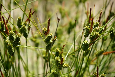 Carex extensa Gooden., 1794