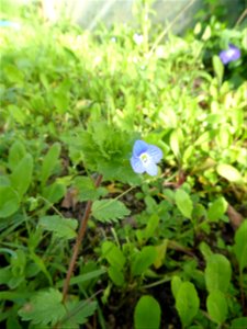 Veronica persica Poir., 1808