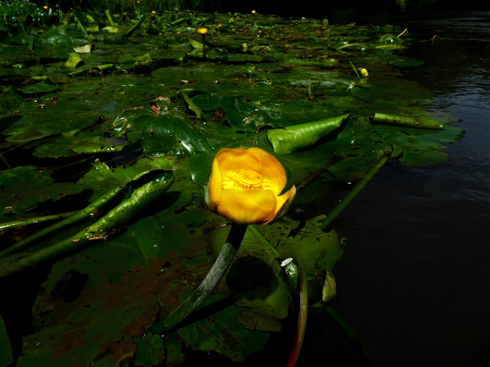 Nuphar lutea (L.) Sm., 1809