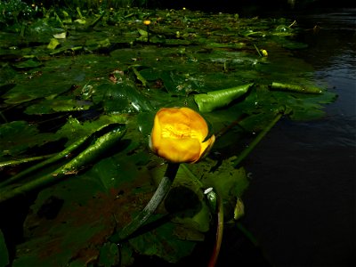 Nuphar lutea (L.) Sm., 1809