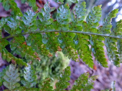 Dryopteris dilatata (Hoffm.) A.Gray, 1848 photo