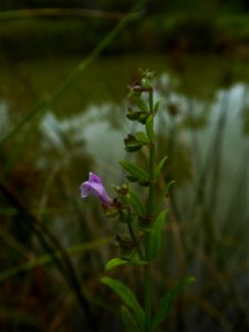 Scutellaria minor Huds., 1762