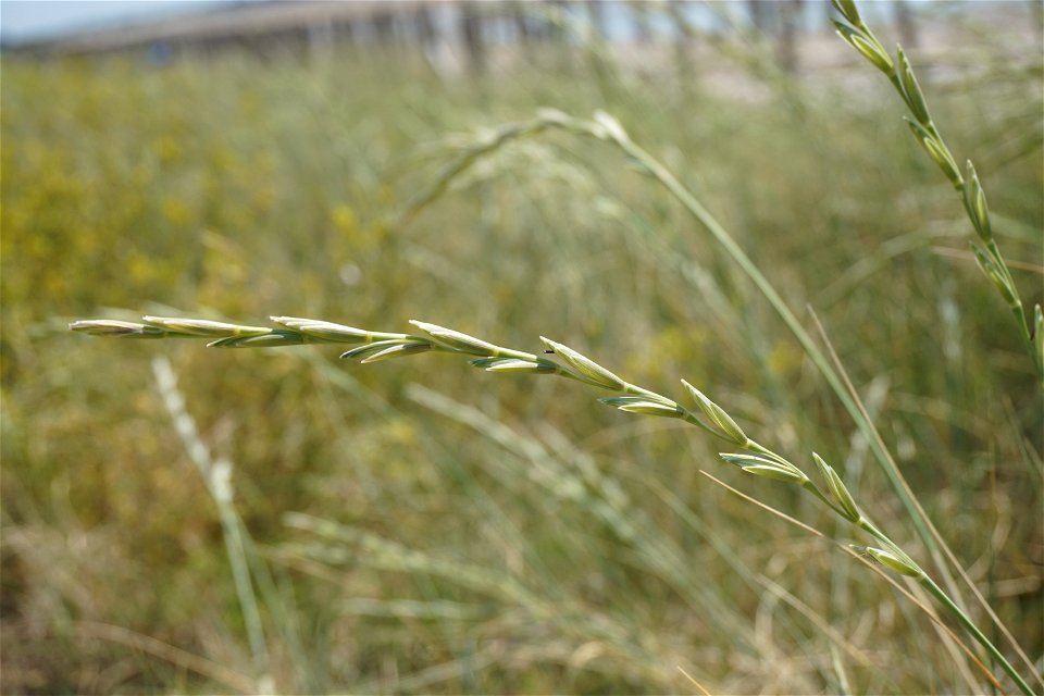 Elytrigia juncea subsp. boreoatlantica (Simonet & Guin.) Hyl., 1953