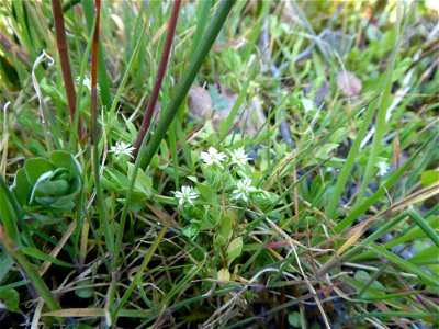 Stellaria alsine Grimm, 1767
