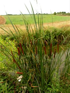Typha angustifolia L., 1753