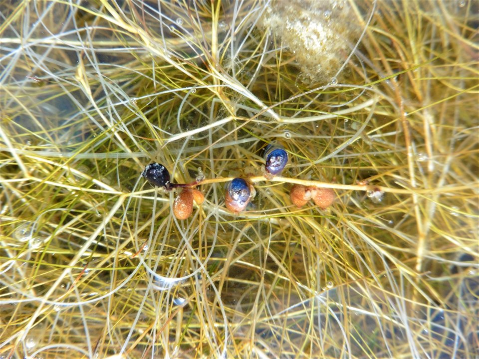 Stuckenia pectinata (L.) Börner, 1912