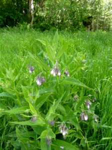 Symphytum officinale L., 1753