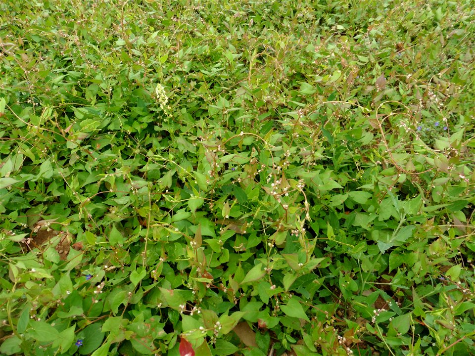 Fallopia convolvulus (L.) Á.Löve, 1970
