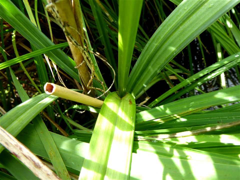 Carex riparia Curtis, 1783