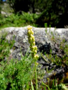 Tofieldia calyculata (L.) Wahlenb., 1812