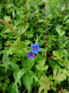 Aegonychon purpurocaeruleum (L.) Holub, 1973
