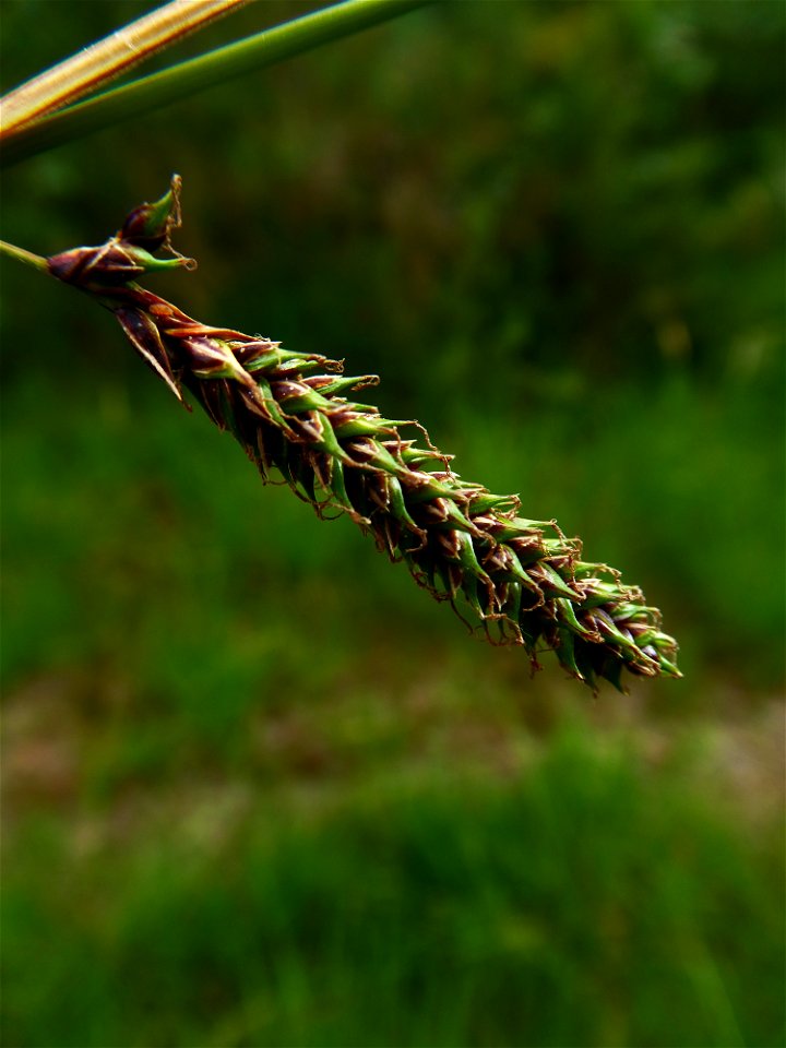 Carex binervis Sm., 1800