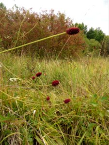 Sanguisorba officinalis L., 1753