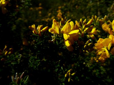 Cytisus sp.