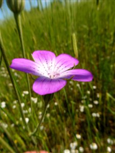 Agrostemma githago L., 1753
