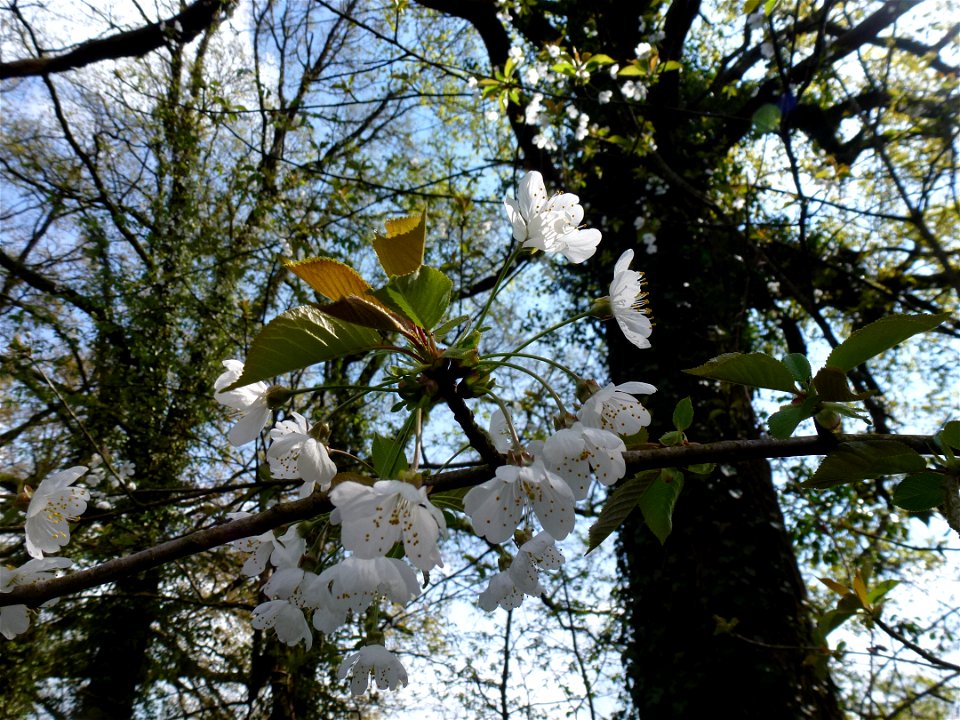 Prunus avium (L.) L., 1755
