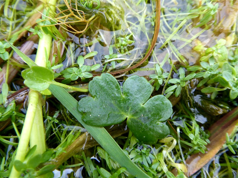 Ranunculus peltatus subsp. peltatus Schrank, 1789