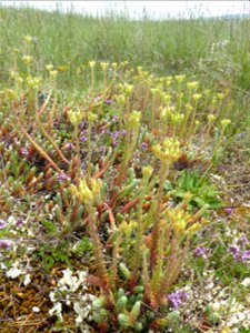 Sedum ochroleucum Chaix, 1785