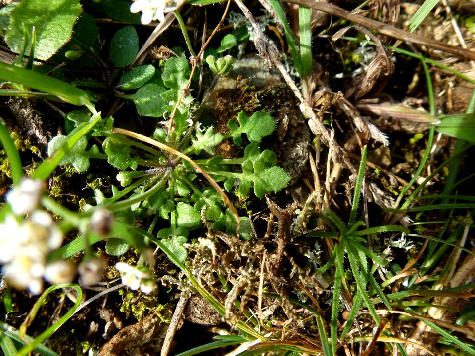 Teesdalia nudicaulis (L.) W.T.Aiton, 1812