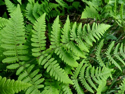 Gymnocarpium robertianum (Hoffm.) Newman, 1851